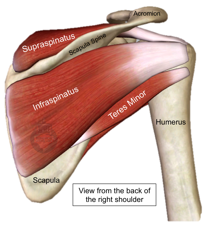 The 42 Facts About Diagram Of Shoulder Muscles And Tendons The